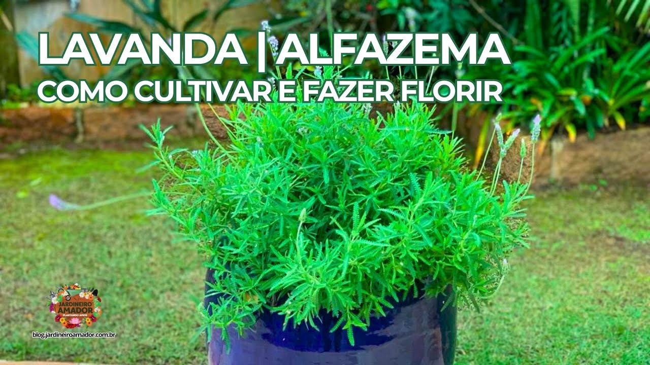 Lavanda (Alfazema) | Como Cultivar em Vasos e Fazer Florir