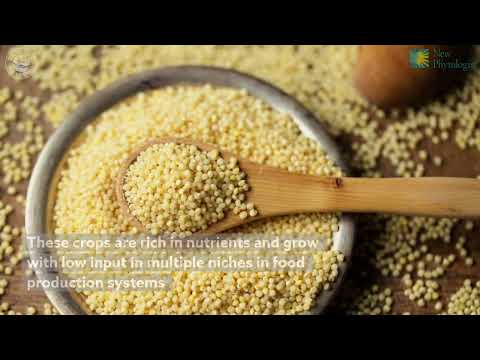 Genetic approaches help grow new and orphan crops to fight food insecurity