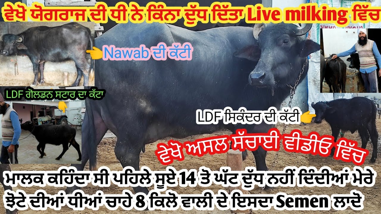 ਵੇਖੋ ਯੋਗਰਾਜ ਦੀ ਧੀ ਨੇ Live Milking ਵਿੱਚ ਕਿੰਨਾ ਦੁੱਧ ਦਿੱਤਾ।ਮਗਰ LDF Kohinoor ਦੀ ਕੱਟੀ
