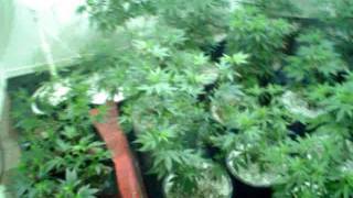 New Veg. Room