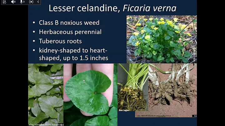 Washington Pest Watch - Noxious Weeds of the Past Five Years