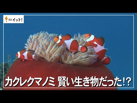 うえのえみ　イソギンチャク　カクレクマノミ 市立しものせき水族館 海響館 | 🐟共生関係🪸↓↓↓ 大人から