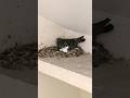 Mother pigeon 🐦🕊️ #song #music #shortvideo #love #yt #trending #pigeon #mother #babypigeons #shorts