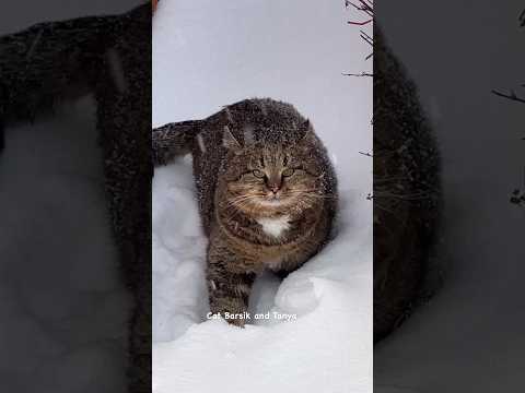 Лесной кот в своей стихии ❄️ The forest cat in its element #catlover #барсик #леснойкот #catи
