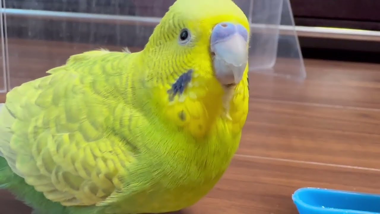 【39後夜祭🐣💚😘】セキセイインコ一家  #vlog #セキセイインコ