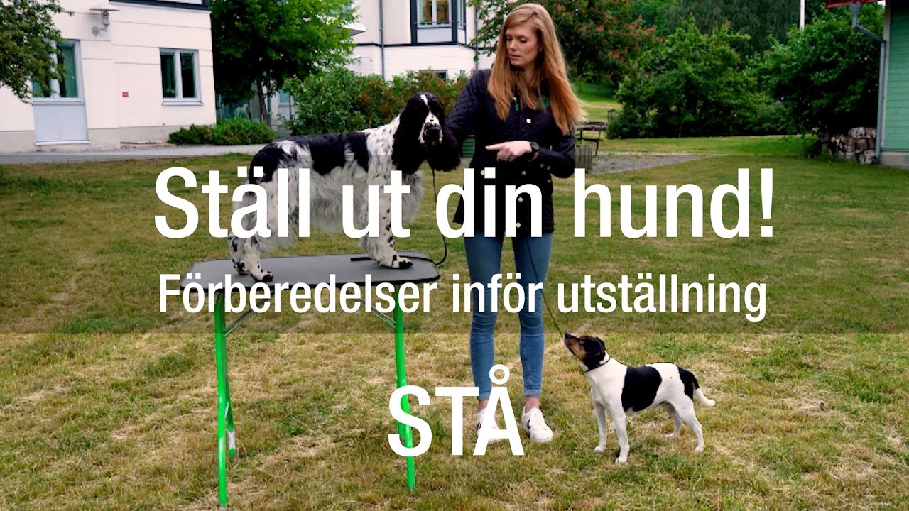 Förberedelser inför utställning – stå