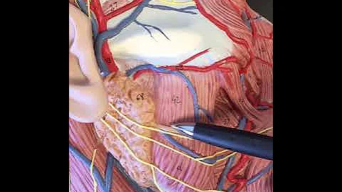 head model - anatomical walk-through