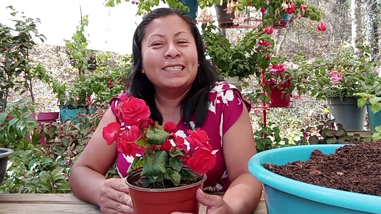 Begonia tuberosa, trasplante, sustrato y cuidados de esta hermosa planta.
