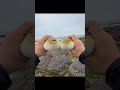 cari makan siang