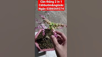 Cần thăng đột biến - Cần thăng Cánh bướm - Cần thăng ngũ sắc - Ngọc Ngân Bến Tre 0386569374