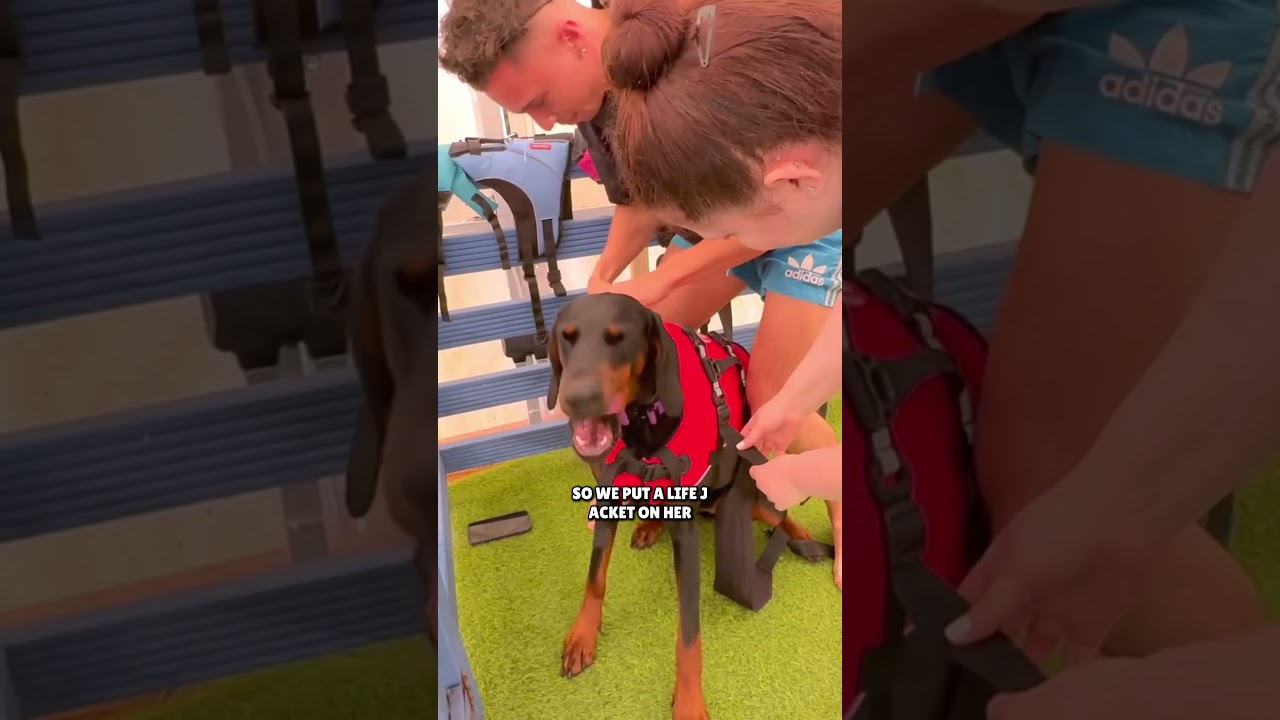 My Dog Tries Swimming For the First Time!