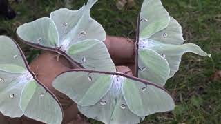 HANDFUL of LUNA MOTHS (Actias luna)
