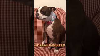 funny dog video 💥🤣🤪#dog #funny #funnyanimal #funnycat #catvideos #catcomedy #againmeowhaha #foryou