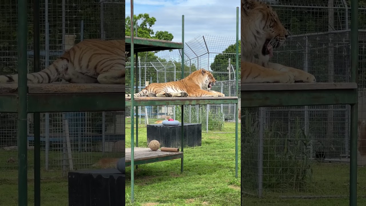 Lakota the Ti-Liger's Lazy Morning Routine