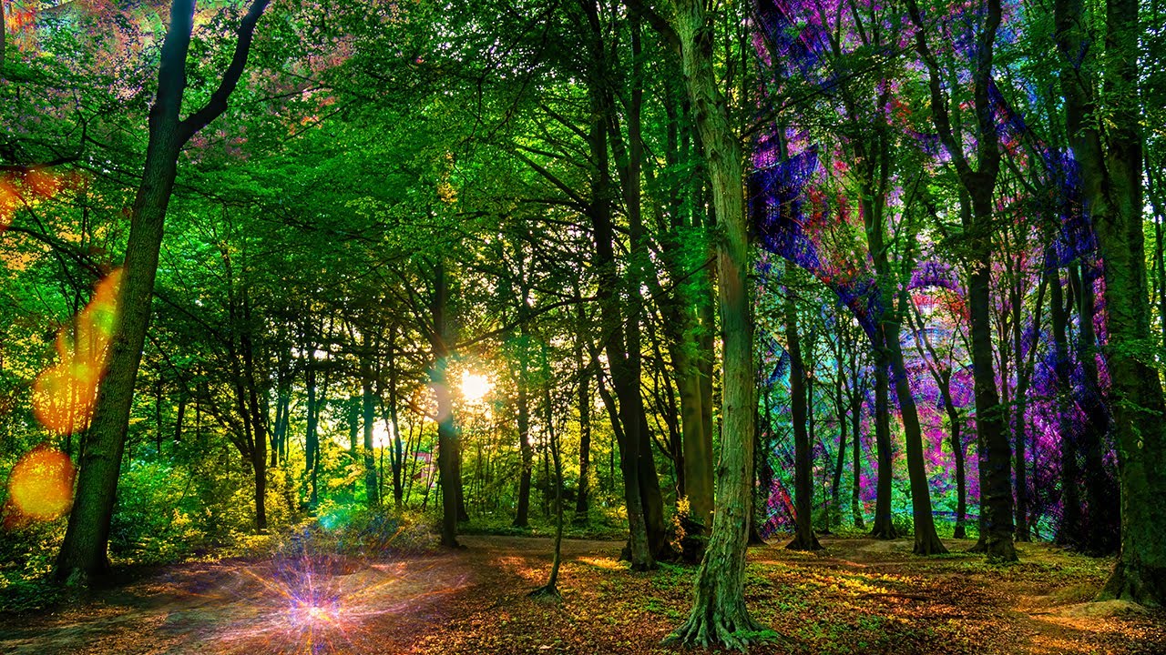 Forest Scenes – Photo Art – Exhibition Views