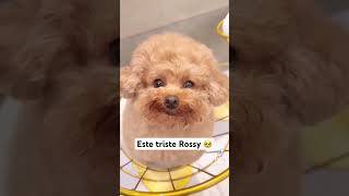 Está trate Rossy