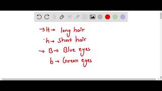Construct Punnett Square for the following cross: HhBb x hhBb (2 pts) H= long-haired; h = short-hai…