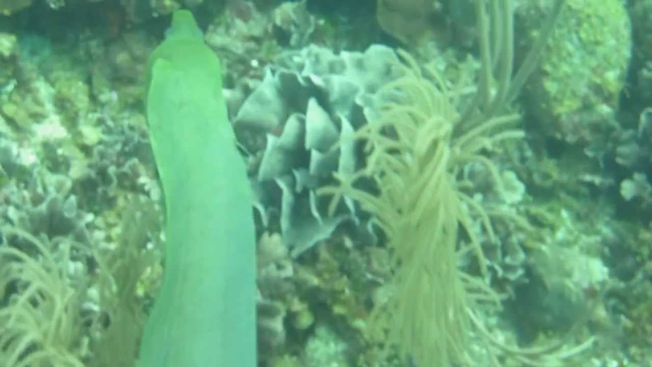 Another green moray eel YouTube