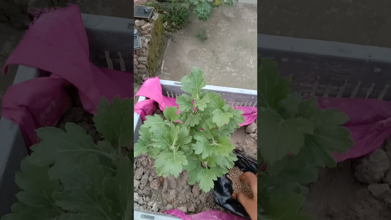 চন্দ্রমল্লিকা গাছ ঝগড়া করার টিপস 