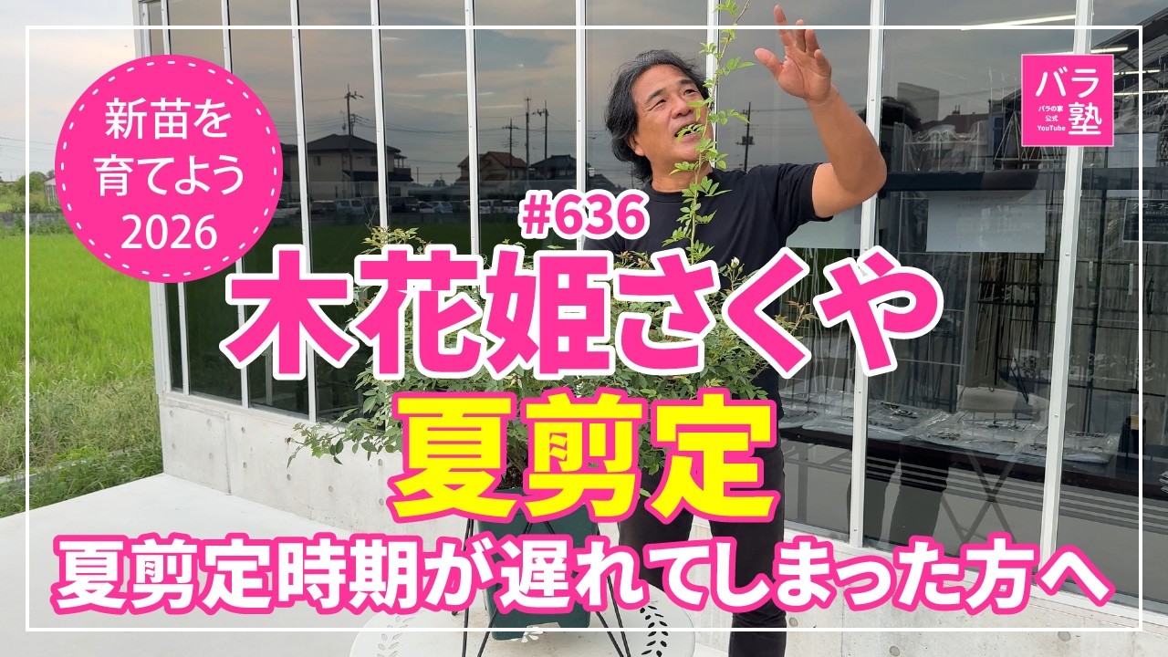 636 Let's Grow New Rose Seedlings 2026 [Konohanasakuya] Summer