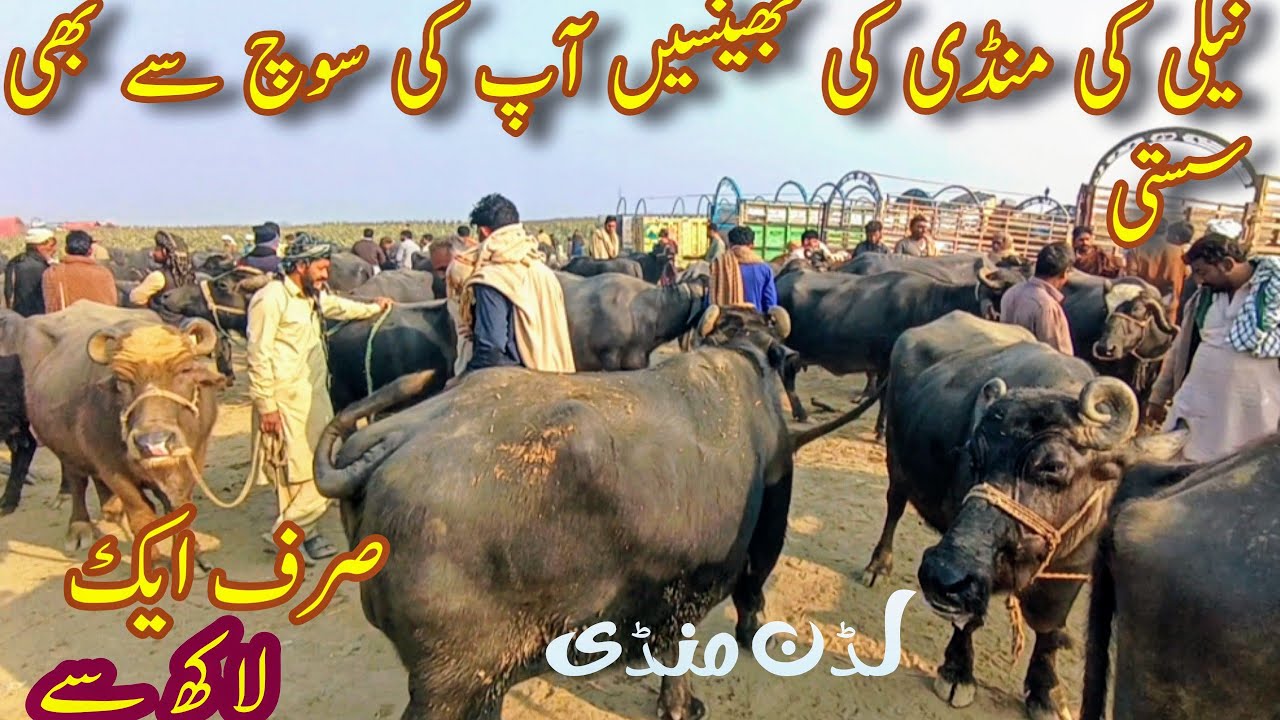 Pure Nili Ravi Buffalo Price In Pakistan / Luddan Cattle Market / Kattian Jhotian Bhansian