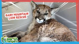 Baby Mountain Lion Needed More Than Just a Cast | Earth Rangers screenshot 3