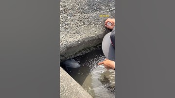 Cá Lớn - nhử Cá Khủng bằng Trứng 😱 #khacthuyvlogg