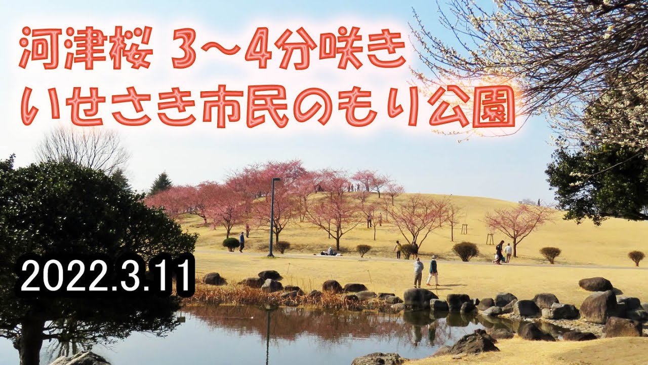 河津桜 4 5分咲き いせさき市民のもり公園 22 3 11 Youtube