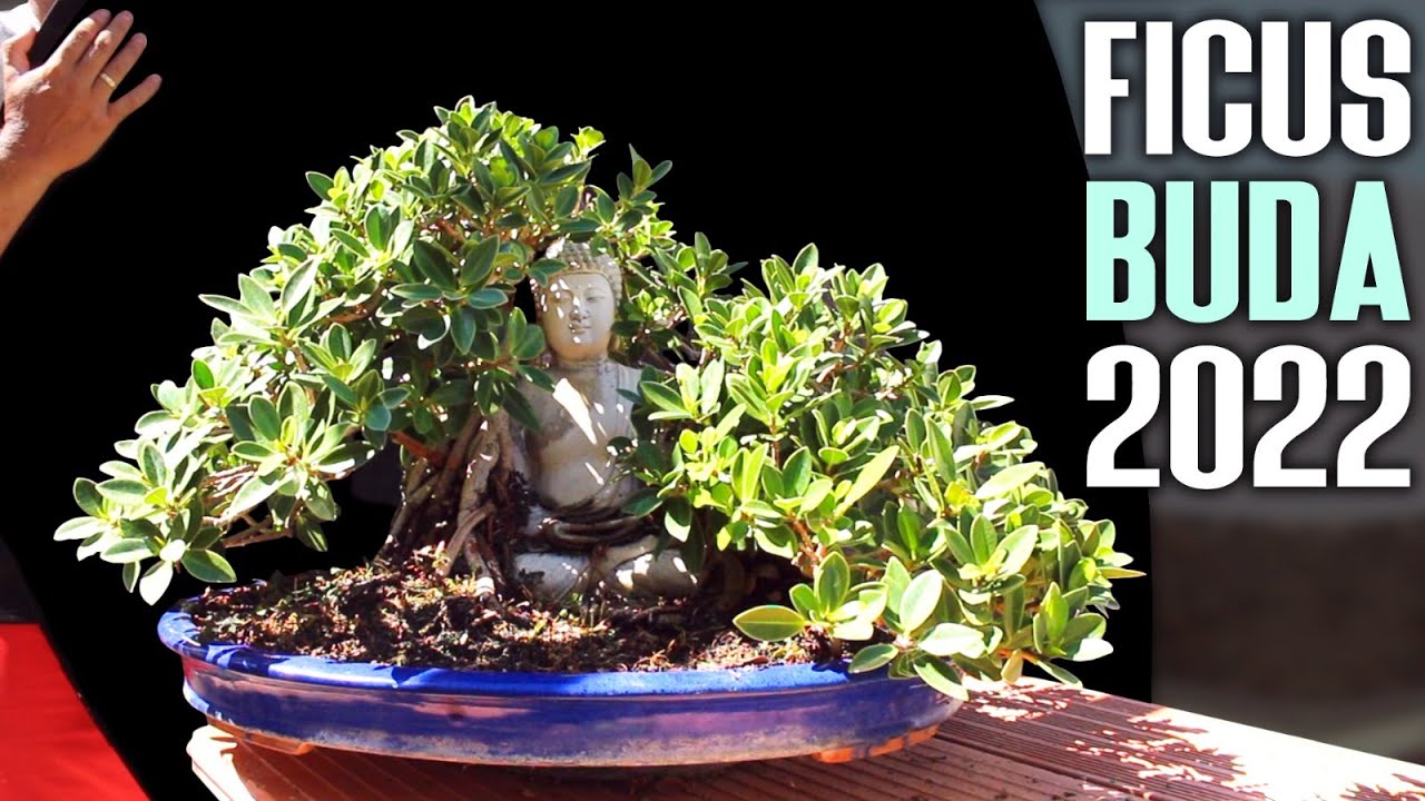 Ficus & Buda - Bonsai 2022