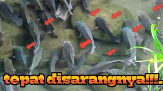 YANG SEPERTI INI BIKIN DEK DEKGAN ‼️Ketapel Ikan || Slingshot Fishing