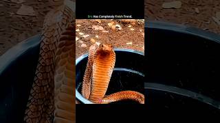 Bro Has Destroyed His Trend For Snake Bite