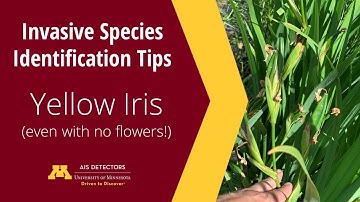 Identification Tips: Yellow Iris (Iris pseudacorus)