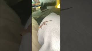 Woman Discovers Live Gecko On Hijab