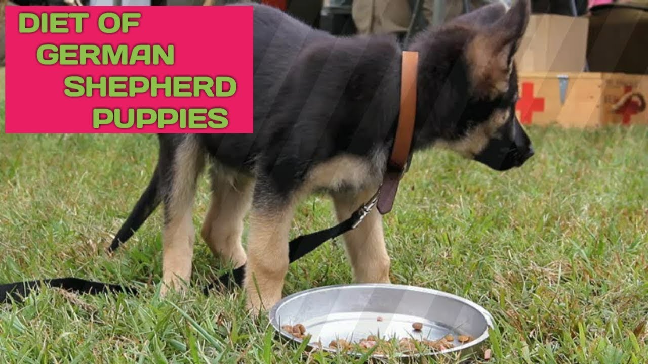DIET OF GSD PUPPIES YouTube