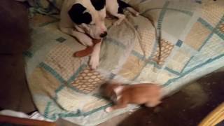 420 Pawpawdabs​ puppy's. Good morning let's get 420 started.