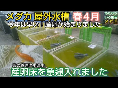 メダカ 屋外 産卵が始まりました 急遽 産卵床を入れる 卵は水道水で管理します カビ防止 餌やり 過密水槽 メダ活 Youtube