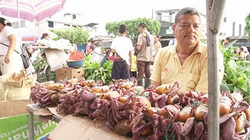 The Tropical Rainforest Ecosystem (preview)