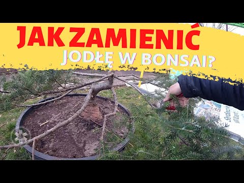 Jak zamienić zarośniętą jodłę w pięknego bonsai?