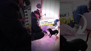 Mon chien n'est pas JOUEUR ! ft. @SheraKerienski