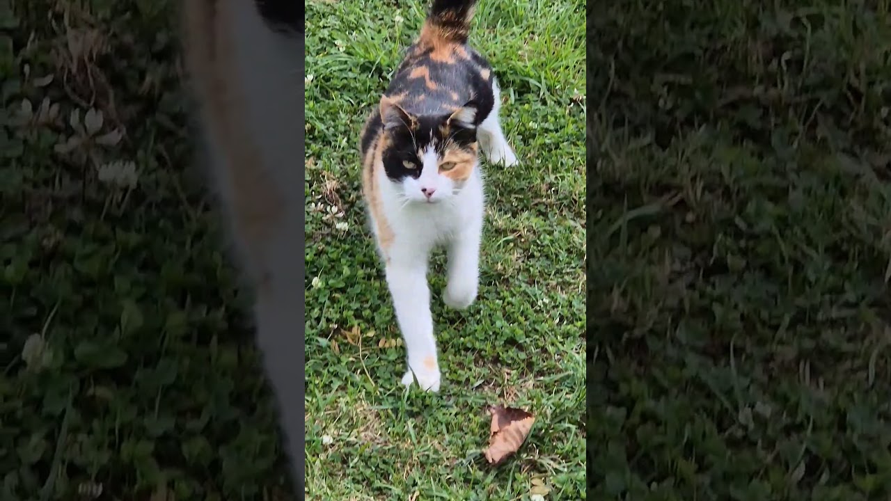 Beautiful calico cat is coming 😻❤️ 