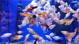 Feeding Jbl Novo Fect To Platy, Swortails And Mollies.