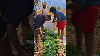 like  வரலனா கூட பரவால்ல நான் விவசாயத்தை பத்தி வீடியோ போடுவேன் #agriculture #vivasaayi #youtubeshorts