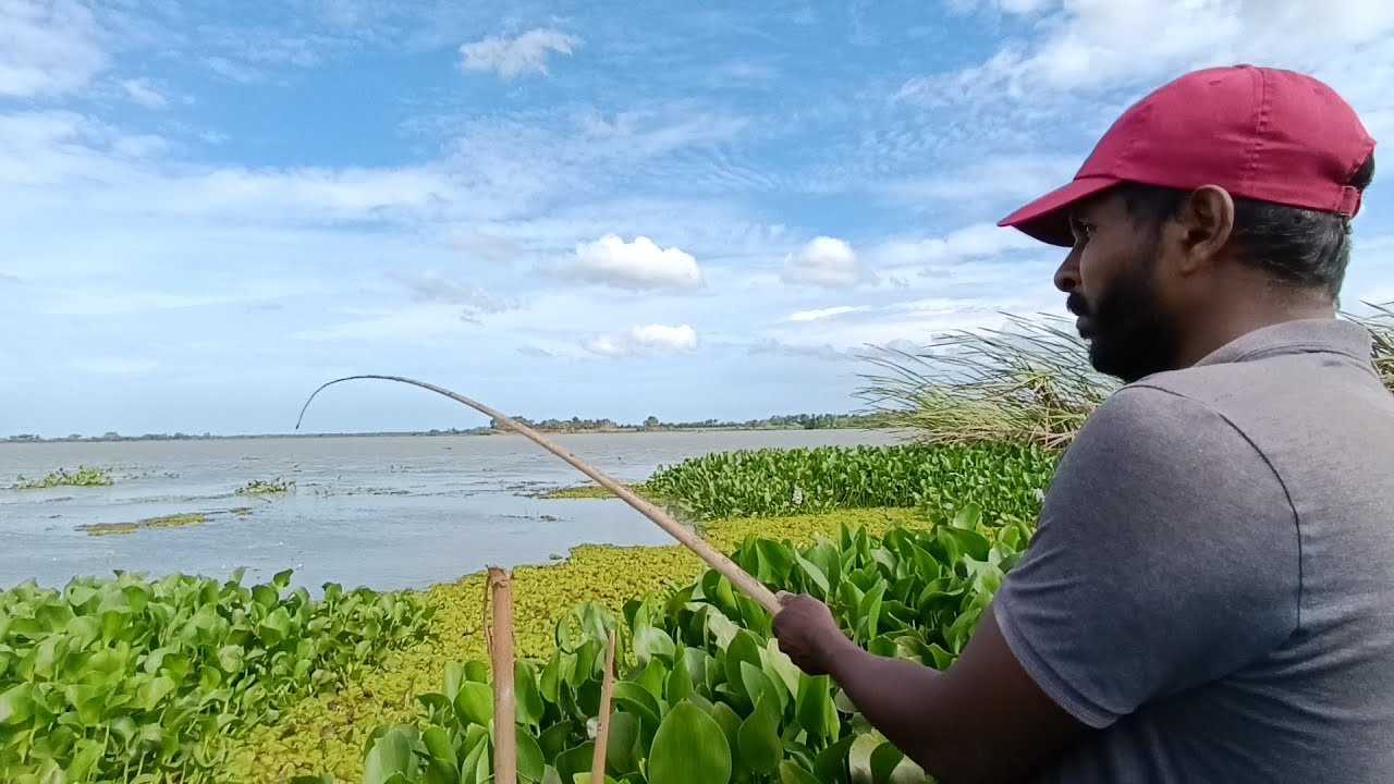 ලස්සන වීරවිල වැවේ දියසෙවල වලින් අල්ලන මාළු | Lake Fishing Catching 🎣 Siri Lanka