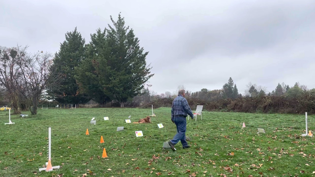 AKC Novice Obedience Submission YouTube akc-novice-obedience-submission-youtube