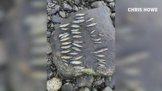 Thousands of fish die in Penobscot River after water levels significantly drop