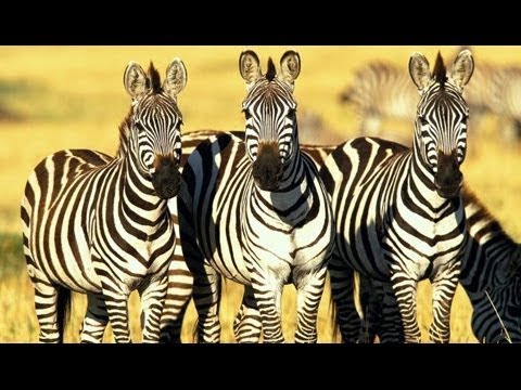 EL Apareamiento Cebras Animales apareamiento - Animales nuevo mundo