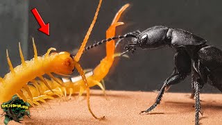 EPIC Encounter: CARNIVOROUS Beetle and SCOLOPENDRA  SKILLS to the LIMIT【Live Feeding】