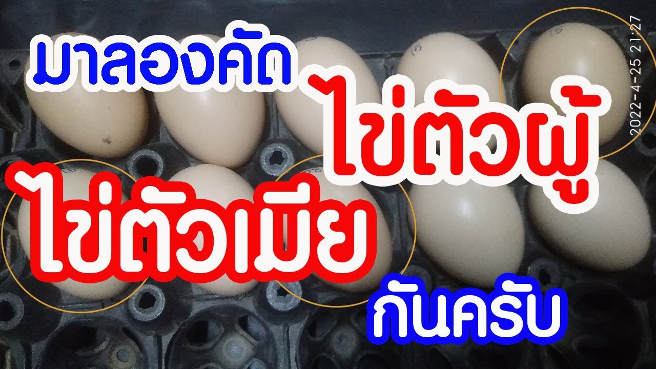 มาลองคัด ไข่ตัวผู้ ไข่ตัวเมีย กันครับ