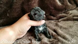 Blessed Shih Tzu- Volt