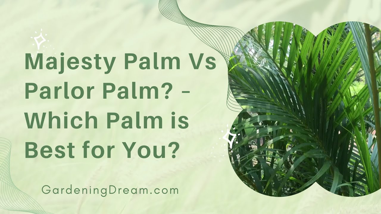 Majesty Palm Vs Parlor Palm – Which Palm is Best for You? - YouTube